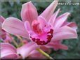  flower picture