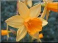  flower picture