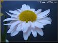 white daisy flower picture