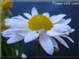 white daisy flower picture