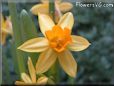  flower picture