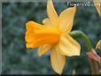  flower picture
