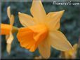  flower picture