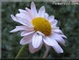 white daisy flower picture