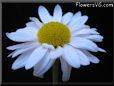 white daisy flower picture