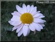 white daisy flower picture