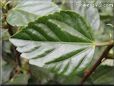 hibiscus leaf picture