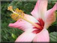 pink hibiscus picture