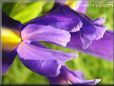 Purple yellow iris picture