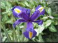  flower picture