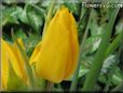 yellow tulip flower picture