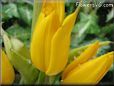 yellow tulip flower picture