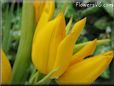yellow tulip flower picture