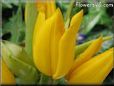 yellow tulip flower picture