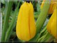yellow tulip