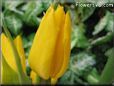 yellow tulip flower picture