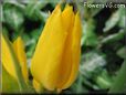 yellow tulip flower picture