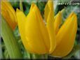 yellow tulip flower picture