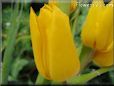 yellow tulip flower picture