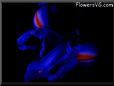  flower picture