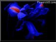  flower picture