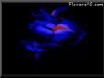  flower picture