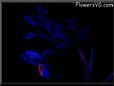  flower picture