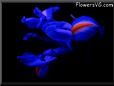  flower picture