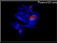  flower picture