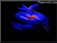  flower picture