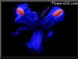  flower picture