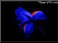  flower picture