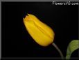 yellow tulip flower picture
