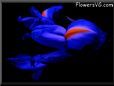 Iris flower picture