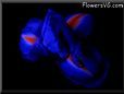  flower picture