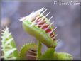 venus flytrap picture