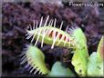 fly trap picture