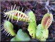 flytrap picture