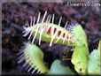 venus fly trap photo