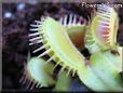 venus fly trap photos