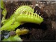 venus fly trap wallpaper