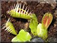 venus fly trap background