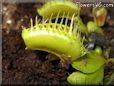 venus fly trap image