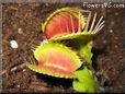 venus fly trap images