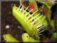 venus fly trap pic