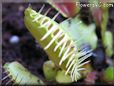 venus fly trap pics