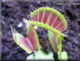 venus fly trap plant