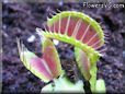 venus fly trap plant