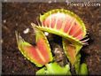 venus fly trap