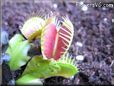 venus flytrap
